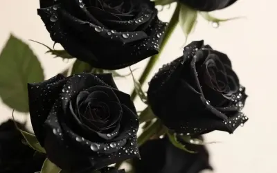 Avatar ảnh hoa hồng đen đẹp bí ẩn gây sốt mạng xã hội