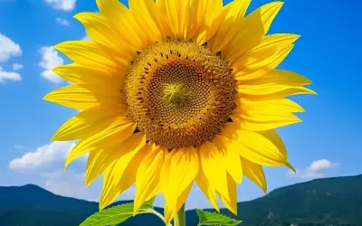 Bộ avatar hoa hướng dương đẹp lan tỏa năng lượng tích cực