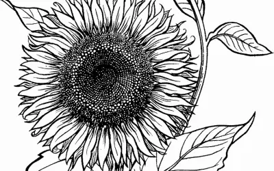 Bộ sưu tập 30+ tranh tô màu bông hoa hướng dương giúp bé phát triển trí não