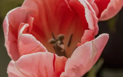 Tổng hợp 40 bức tranh tô màu bông hoa tulip tuyệt đẹp giúp bé phát triển tư duy