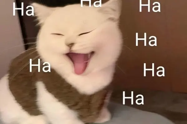 Bộ sưu tập meme ảnh cực hài khiến ai xem cũng bật cười