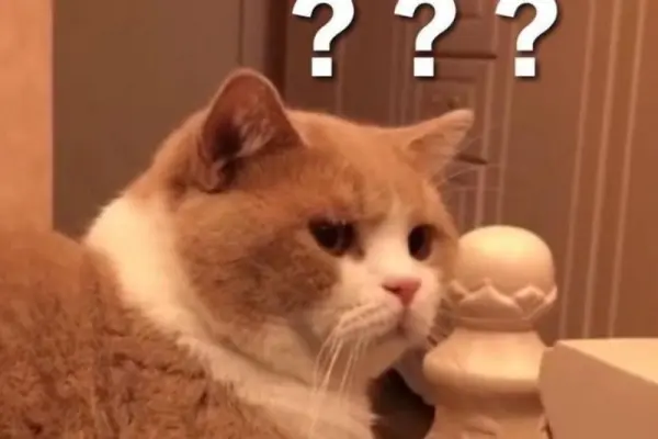 Bộ sưu tập meme hỏi chấm ngộ nghĩnh được yêu thích nhất