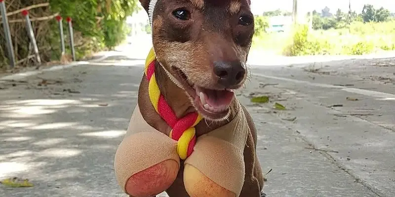 Avatar chó hài hước dễ thương siêu bá đạo cực cuốn hút