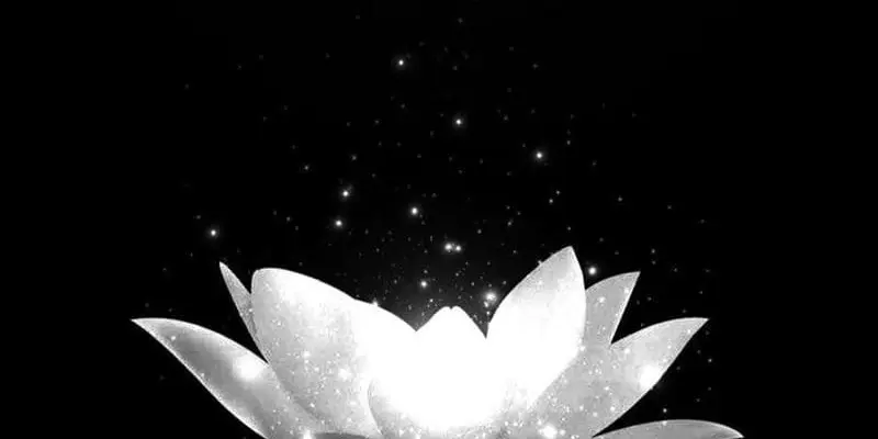 Bộ sưu tập avatar hoa sen chất lượng full HD miễn phí