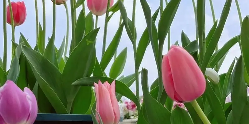 Ảnh avatar hoa tulip tượng trưng cho niềm vui và hy vọng