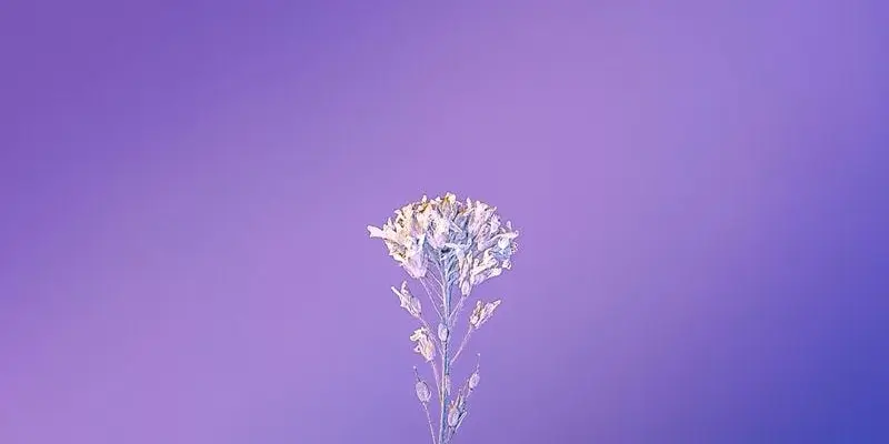 Chọn avatar màu tím hợp mệnh và phong thủy dễ dàng