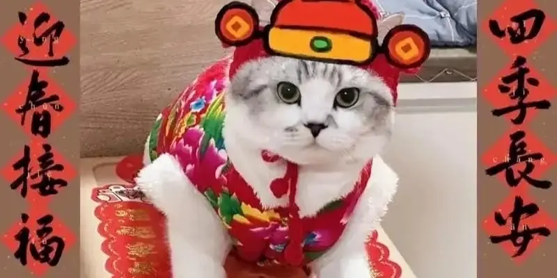 Bộ sưu tập avatar tết meme vui nhộn đón năm mới rộn ràng