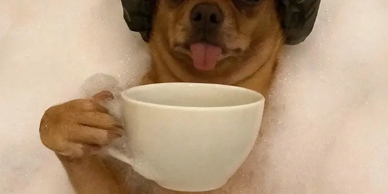 Cười ngất với những Chihuahua meme biểu cảm siêu lầy lội