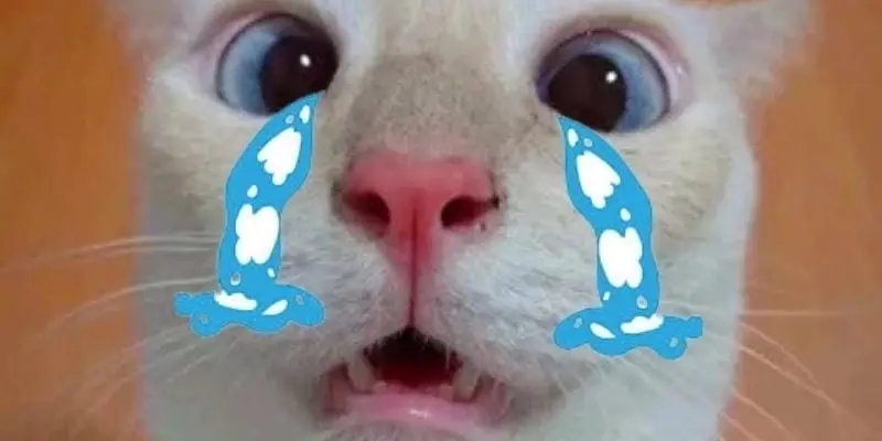 Bộ sưu tập crying cat meme khiến ai xem cũng phải bật cười