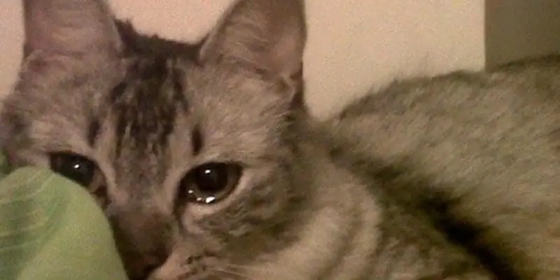 Cười nghiêng ngả với loạt đau ở đây này meme cực vui nhộn