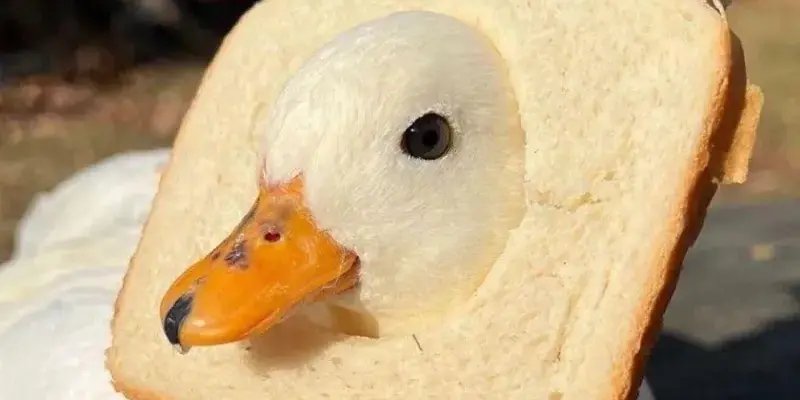 Bộ sưu tập duck meme hài hước khiến ai xem cũng cười