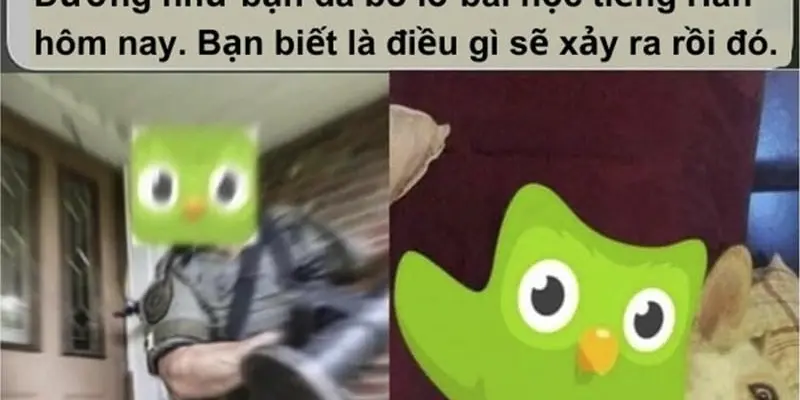 Bộ sưu tập Duolingo meme bá đạo gây sốt khắp mạng xã hội