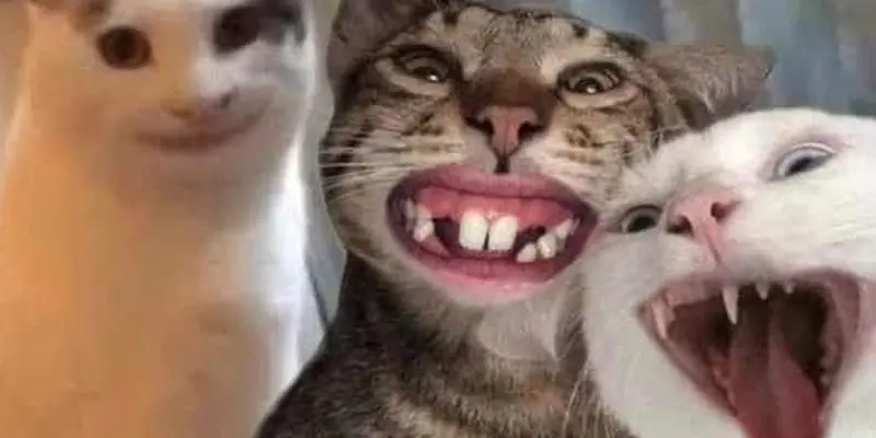 Cười nghiêng ngả với loạt haha meme vui nhộn cực bá đạo