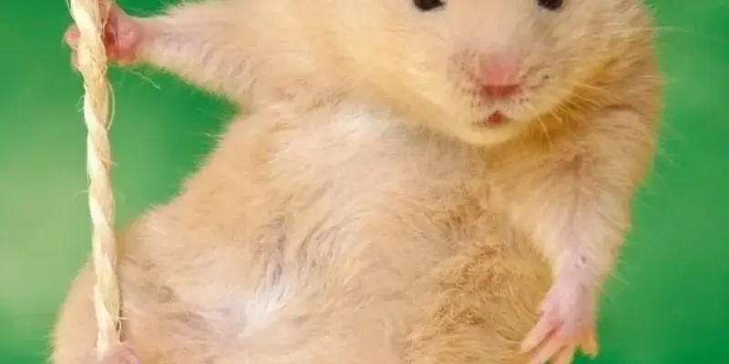 Hamster meme dễ thương khiến ai cũng phải bật cười