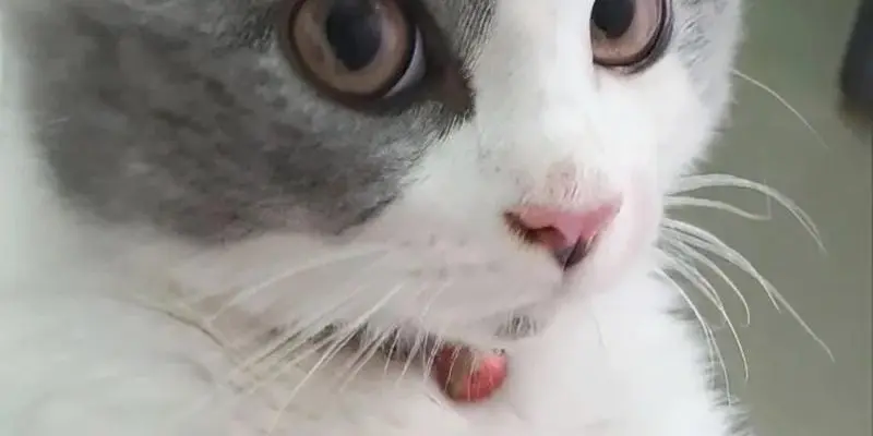 Tổng hợp meme ai biết gì đâu hài hước hot nhất hiện nay