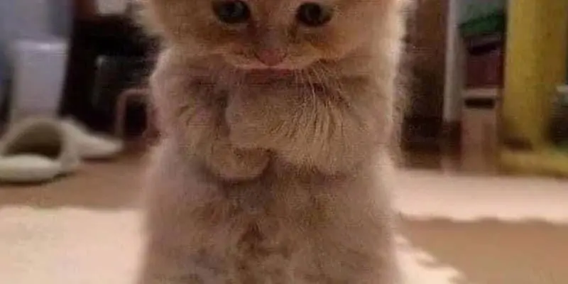 Meme cầu xin siêu vui giúp bạn “xin xỏ” theo cách độc đáo