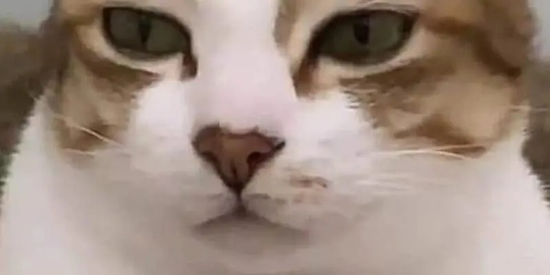 Tổng hợp meme chán siêu hài giúp bạn bật cười mỗi ngày