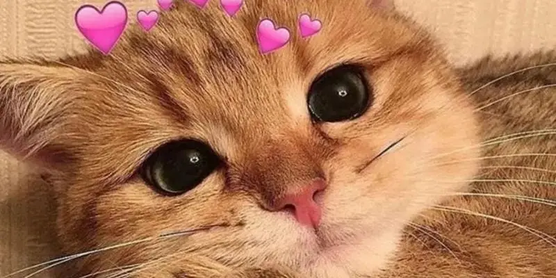 Bộ sưu tập meme cute siêu dễ thương khiến bạn thích thú