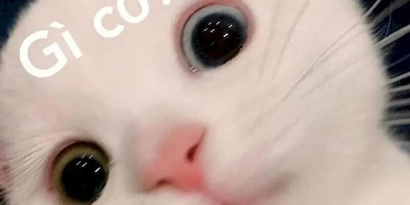 Cười ngất với loạt meme động vật cực đáng yêu và vui