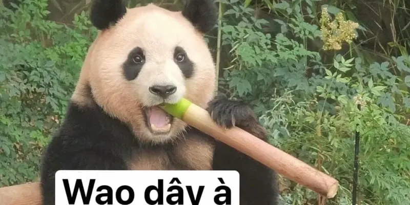 Cười thả ga với bộ sưu tập meme gấu trúc cực dễ thương