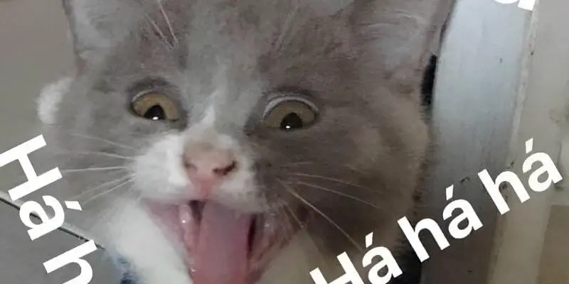Meme haha vui nhộn khiến người xem không thể nhịn cười