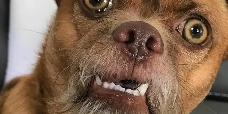 Tổng hợp meme hài hước giúp bạn cười thả ga mỗi ngày