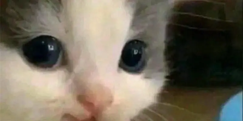 Tổng hợp meme hehe nổi tiếng khiến ai xem cũng thích