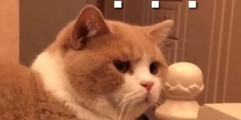 Bộ sưu tập meme hỏi chấm ngộ nghĩnh được yêu thích nhất