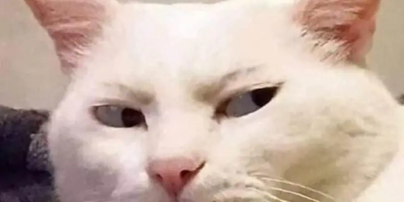 Meme khinh bá đạo dùng để đáp trả cực thâm mà hài hước