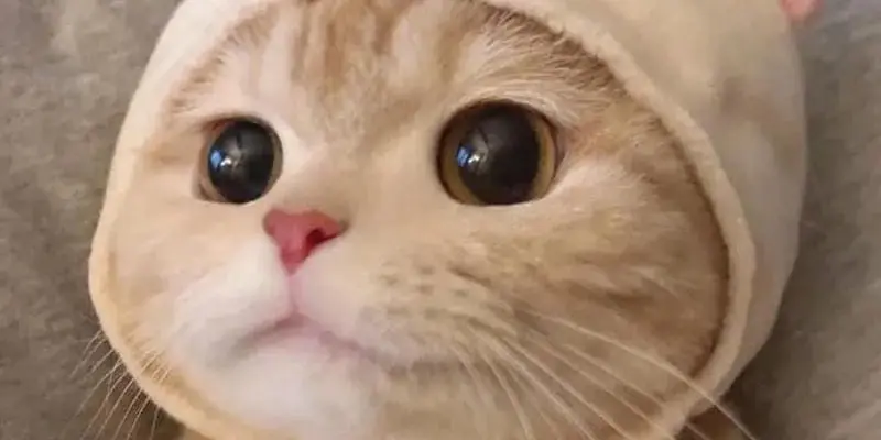 Tuyển chọn meme mèo buồn cảm động chạm đến trái tim