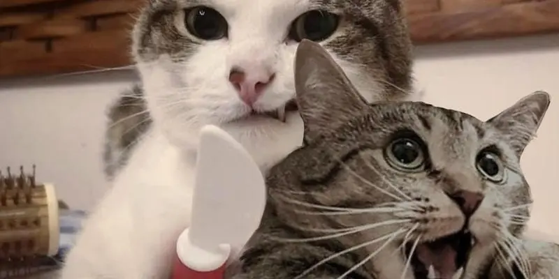 Meme mèo cầm dao cực gắt khiến cộng đồng mạng phát sốt
