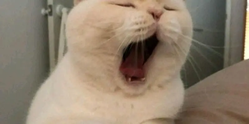 Meme mèo ngủ ngộ nghĩnh khiến bạn tan chảy vì cute