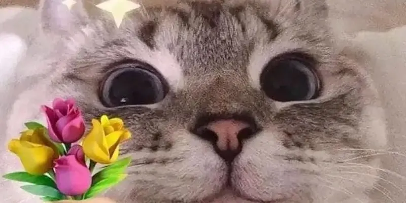 Bộ sưu tập meme mèo tặng hoa siêu đáng yêu hot nhất