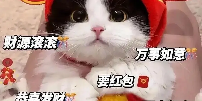 Những meme mèo tết vui nhộn nhất mạng xã hội hiện nay