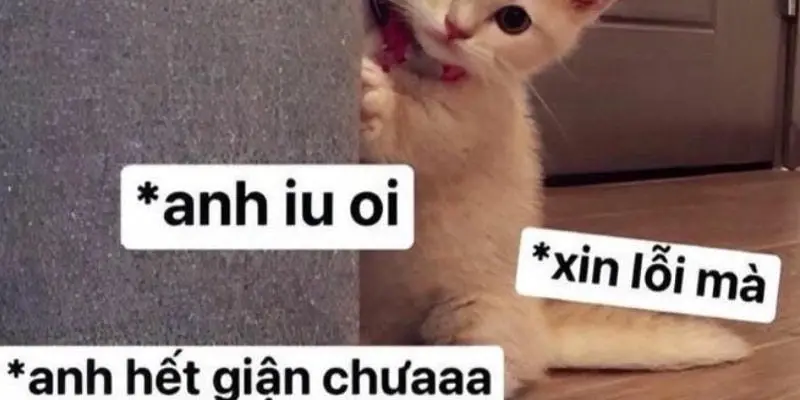 Meme mèo xin lỗi cực dễ thương khiến ai cũng phải tan chảy