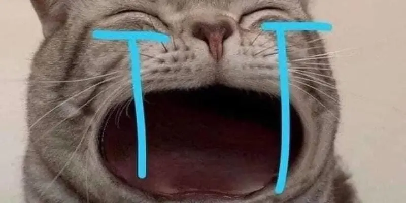 Tổng hợp meme mèo hài hước khiến bạn cười sảng khoái