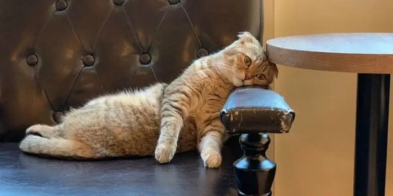Tổng hợp meme mệt mỏi vui nhộn hot nhất hiện nay