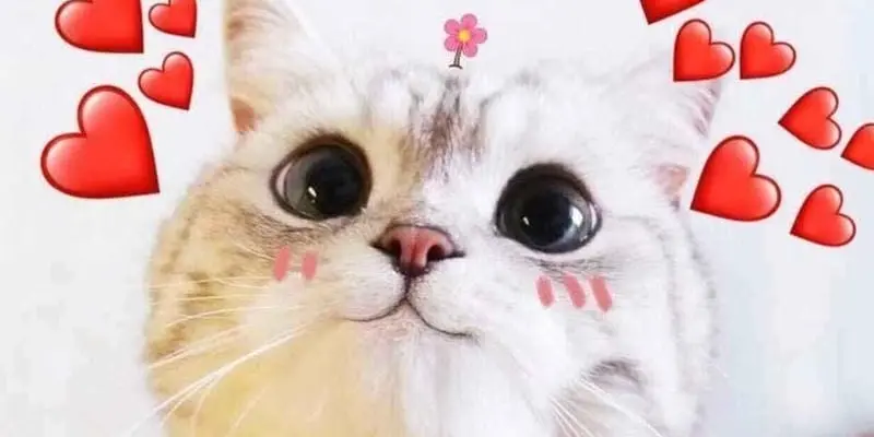 Meme tình yêu chế bá đạo thể hiện cảm xúc cực duyên dáng