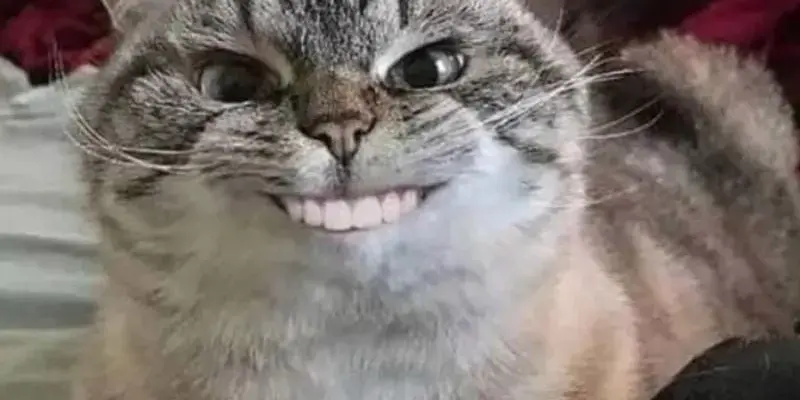 Meme tức giận hài hước giúp bạn xả stress cực hiệu quả