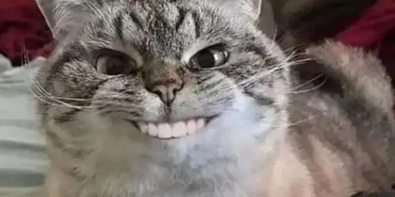 Meme vui độc đáo lan tỏa năng lượng tích cực mỗi ngày