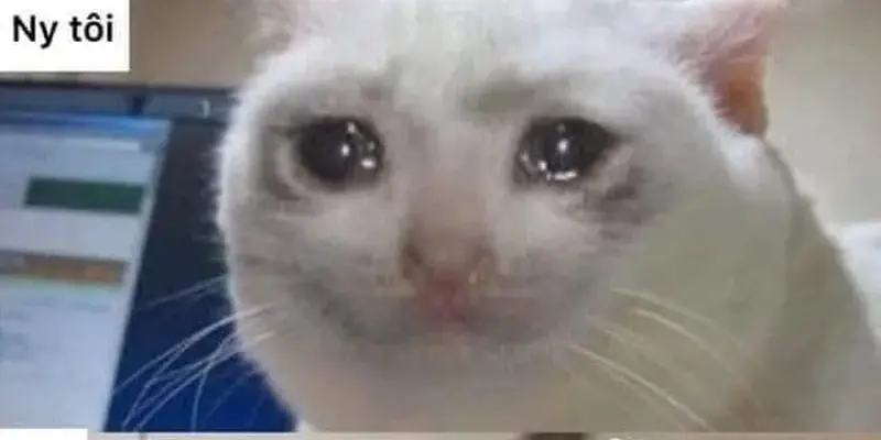 Bộ sưu tập meme xin lỗi hài hước khiến người xem cười