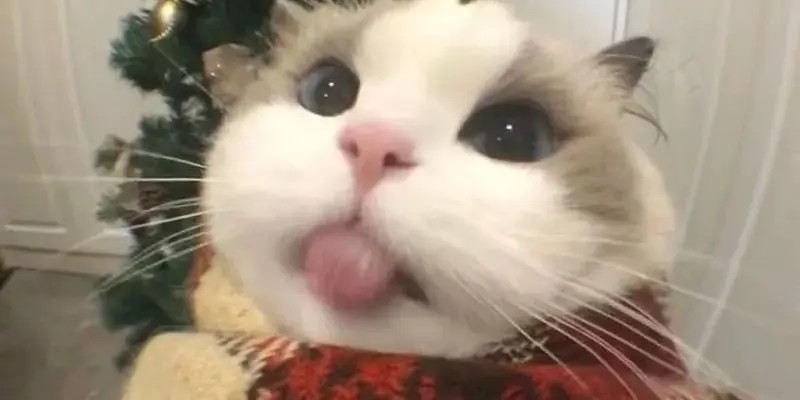 Tổng hợp mèo Noel meme vui nhộn hot nhất mùa lễ