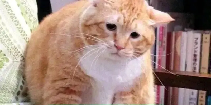 Money meme hot trend khiến dân mạng phát sốt mỗi ngày