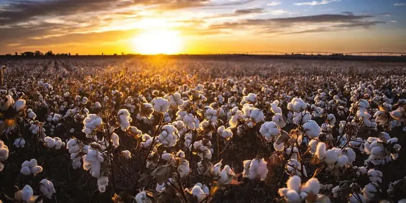 Tuyển tập ảnh phong cảnh cánh đồng bông trắng bình yên