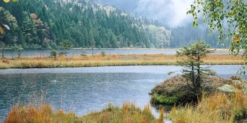 Bộ sưu tập ảnh phong cảnh đầm lầy ngập nước ấn tượng nhất