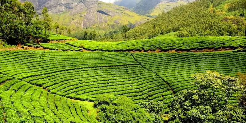 Khám phá vẻ đẹp Ảnh Phong cảnh đồi chè vào sáng sớm