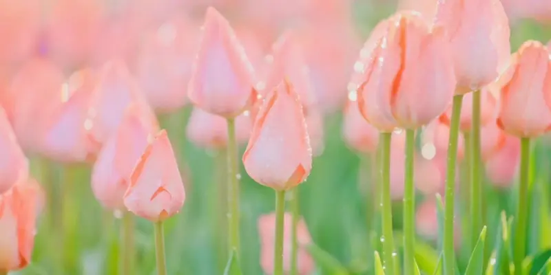 Bộ sưu tập ảnh phong cảnh hoa tulip rực rỡ và sống động