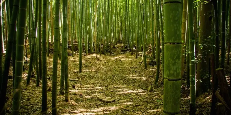 Ngắm nhìn ảnh phong cảnh rừng tre trúc tươi mát tự nhiên