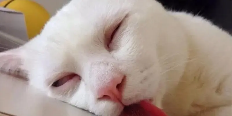 Cười ngất với bộ sưu tập sleep meme siêu hài hước
