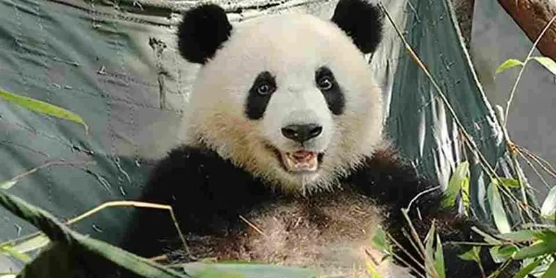 Loạt thank you meme vui nhộn khiến dân mạng thích mê